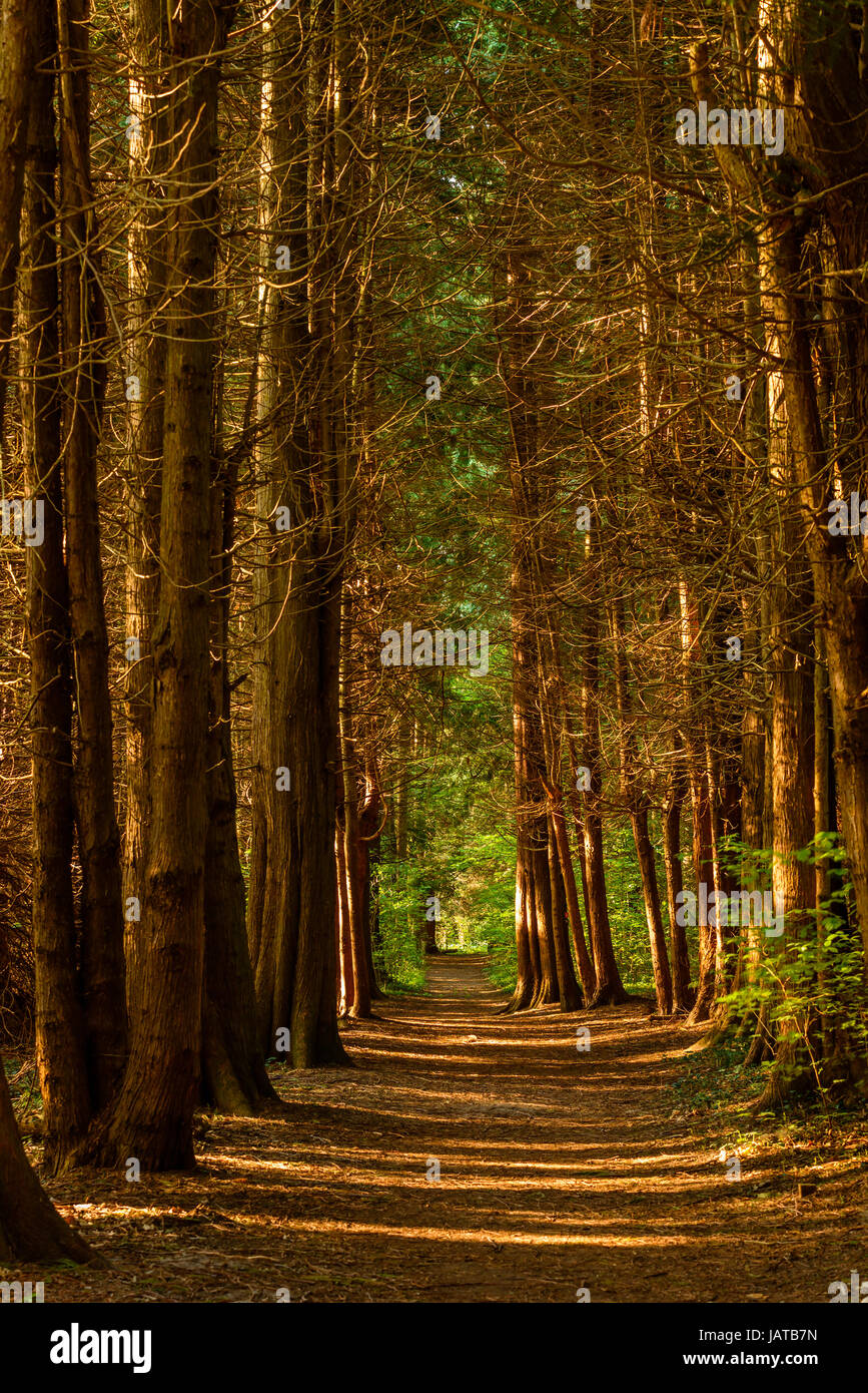 Leere Wanderweg oder Loipe in alten Nadelwald. Licht kommt durch zwischen den Baumstämmen und Pfad führt zu grüner und leichter Wald voraus. Stens Stockfoto