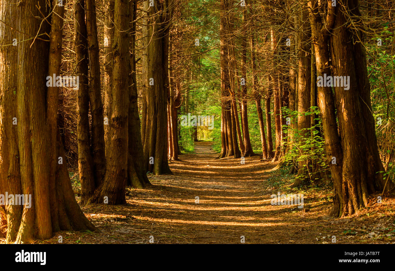Leere Wanderweg oder Loipe in alten Nadelwald. Licht kommt durch zwischen den Baumstämmen und Pfad führt zu grüner und leichter Wald voraus. Stens Stockfoto