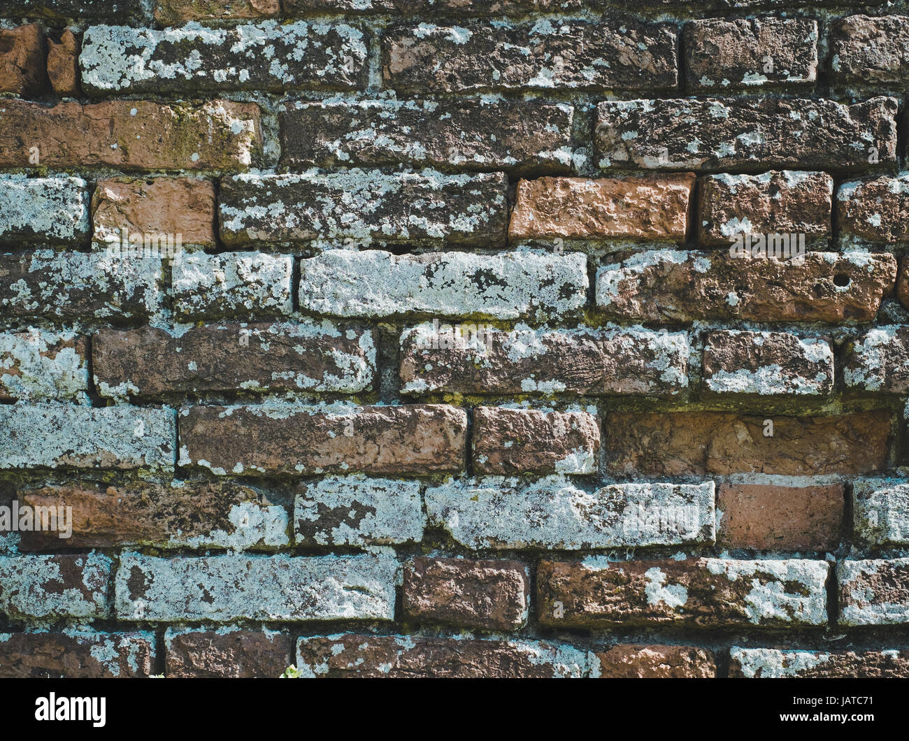 Ziegel-Wand mit Flechten. Hintergrundtextur Stockfoto
