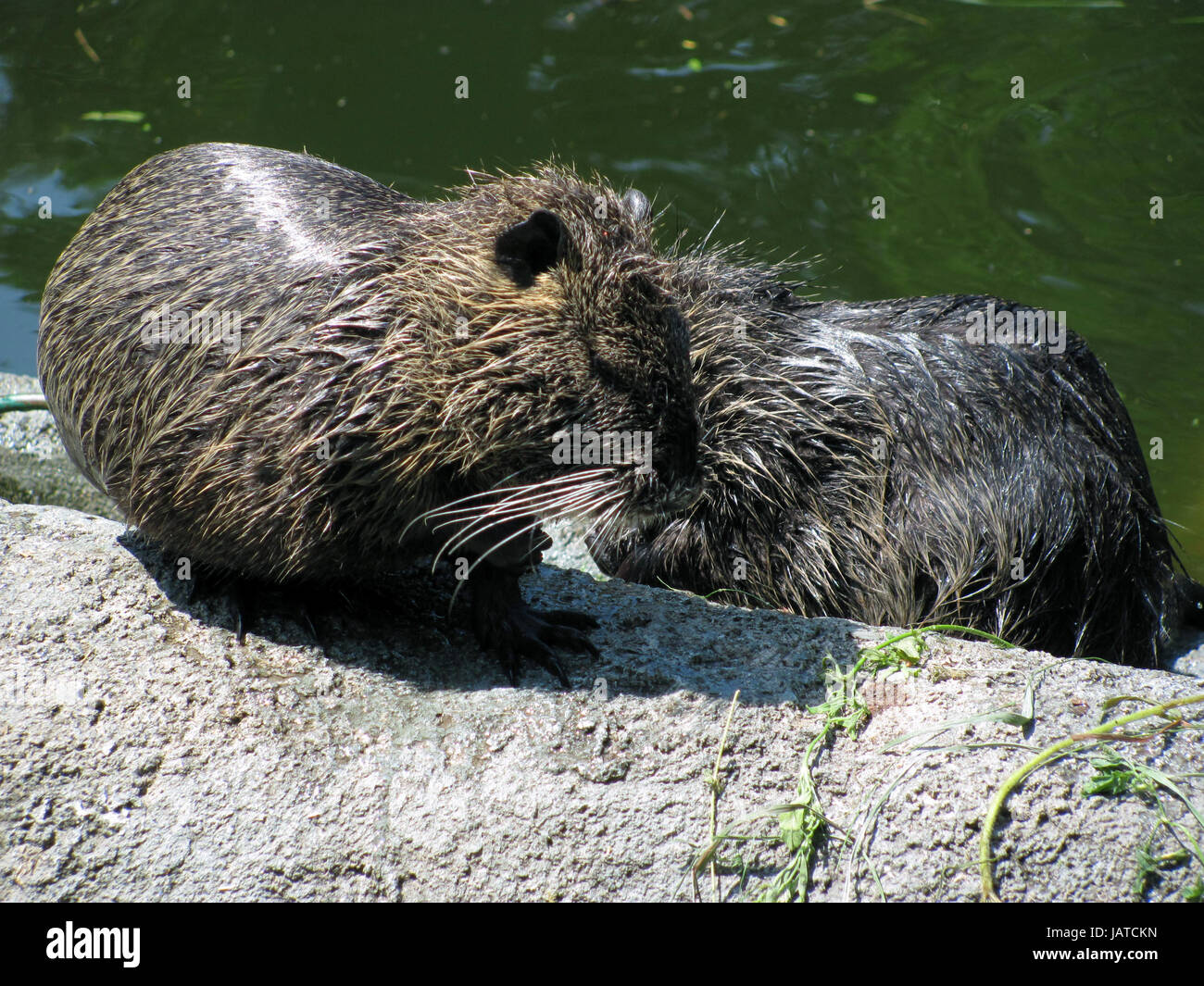 Nasse Biber Stockfoto