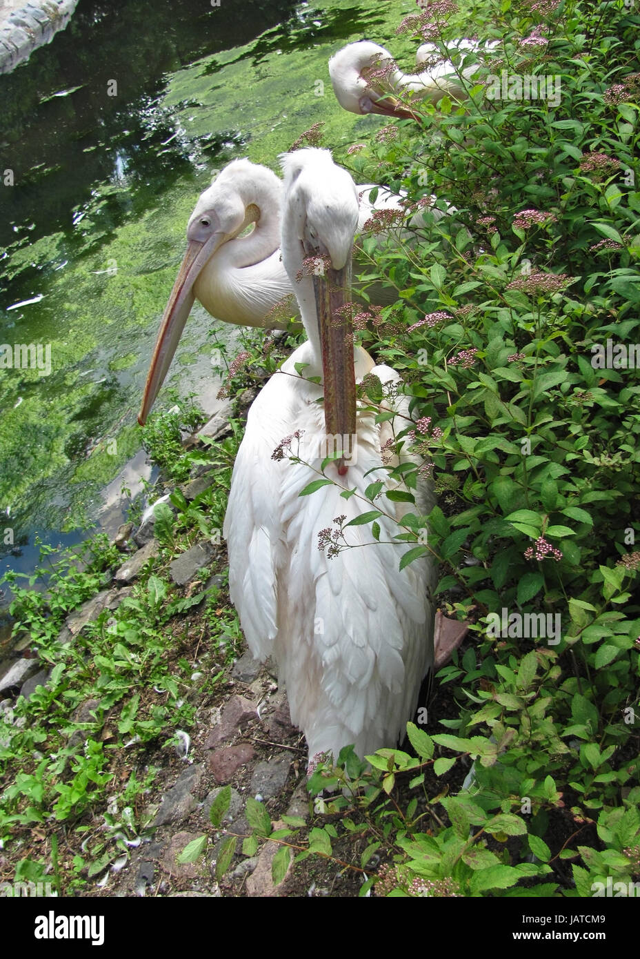 3 Rosa Pelikane Stockfoto