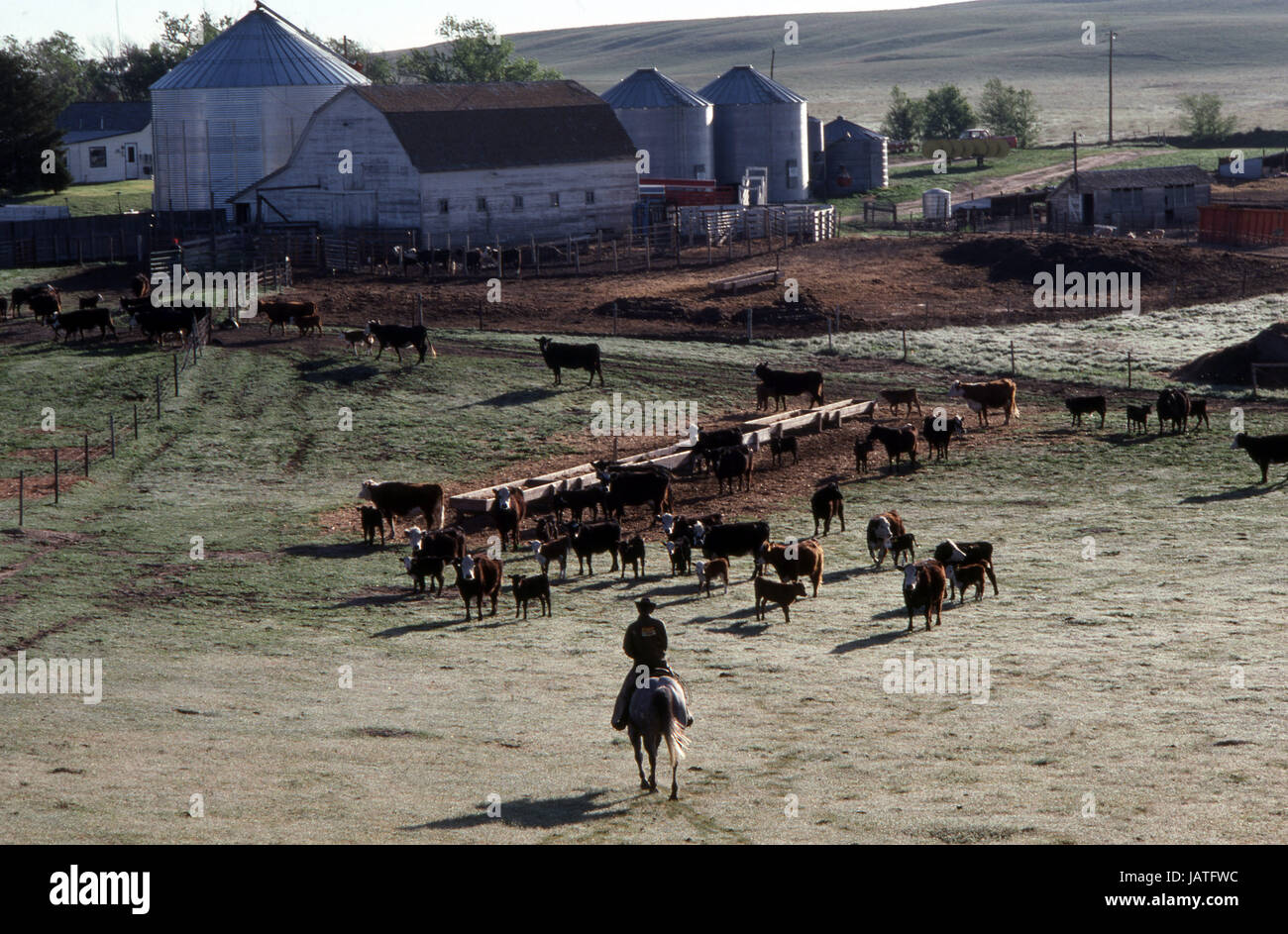 Cowboy auf seinem Pferd sein Vieh nähert sich auf einer Ranch im Mittleren Westen von Amerika Stockfoto