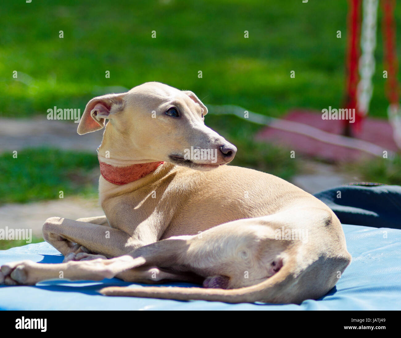 Eine kleine beige - braunen italienischen Greyhound-Hund liegend. Graue  Hunde sind sehr dünn und haben eine schlanke Struktur, wodurch sie sehr  zerbrechlich aussehen Stockfotografie - Alamy