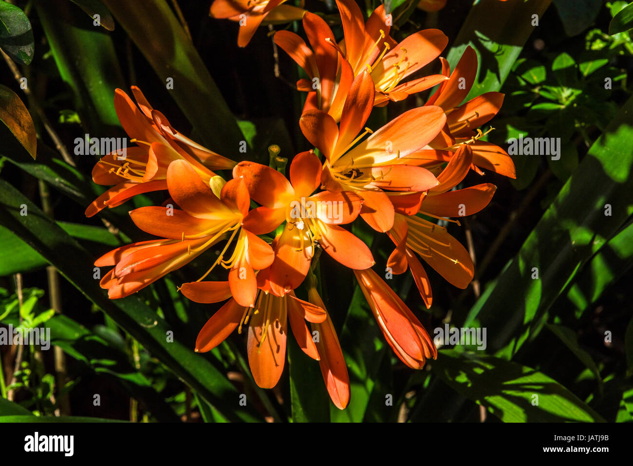 Kaffir Lily (Schizostylis Coccinea) in voller Blüte Stockfoto