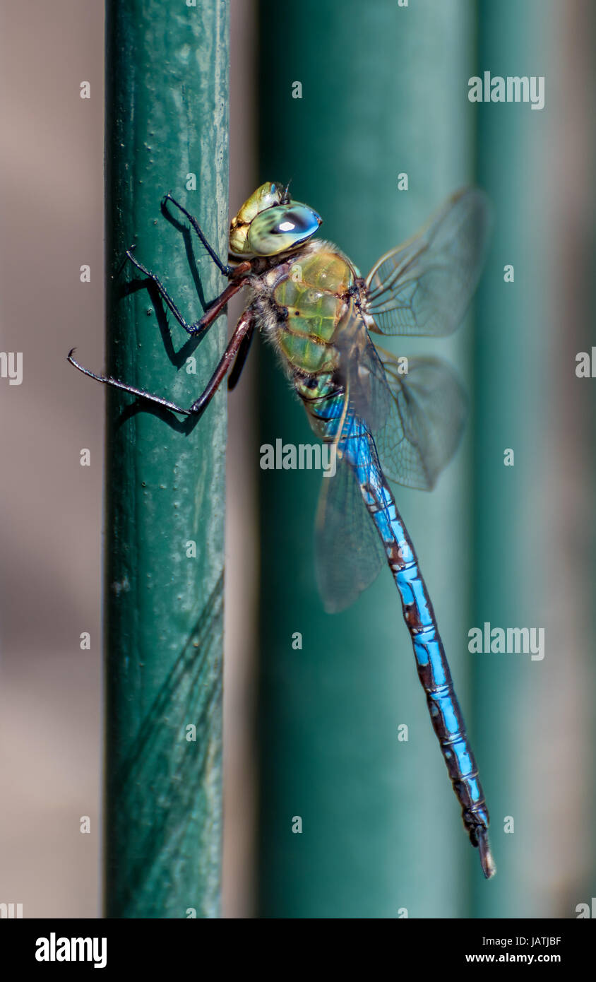 Gemeinsamen grünes Darner Libelle am restresting Stockfoto