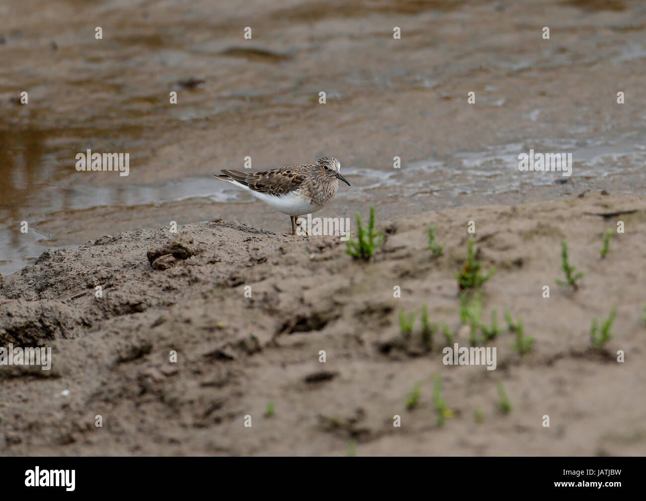 Temminck Stint Calidris Temminckii) Stockfoto