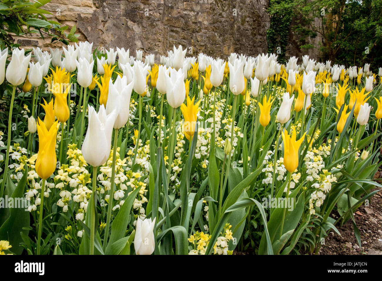 Ein Bett von hellen gelben und weißen Tulpen in voller Blüte Stockfoto