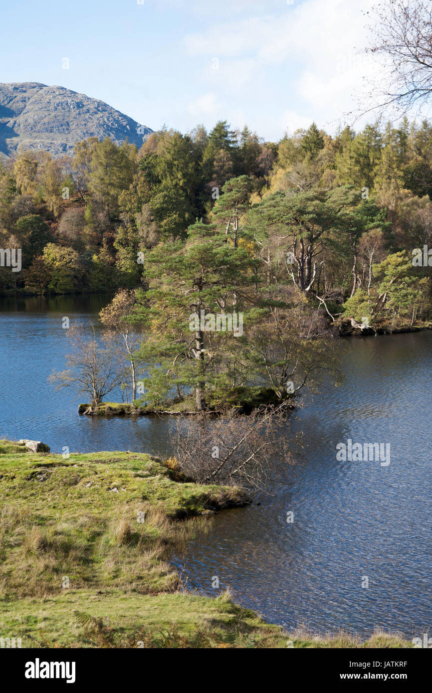 Der von Bäumen gesäumten Ufer des Tarn Hows an einem sonnigen Herbsttag liegen zwischen Coniston und Ambleside The Lake District Cumbria England Stockfoto