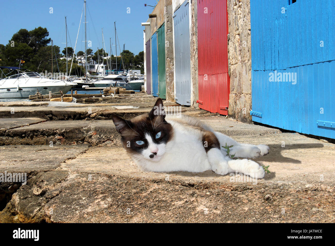 Hauskatze, Siegel darauf weiß, liegen am Kai vor bunten Boot am Hafen Schuppen Stockfoto