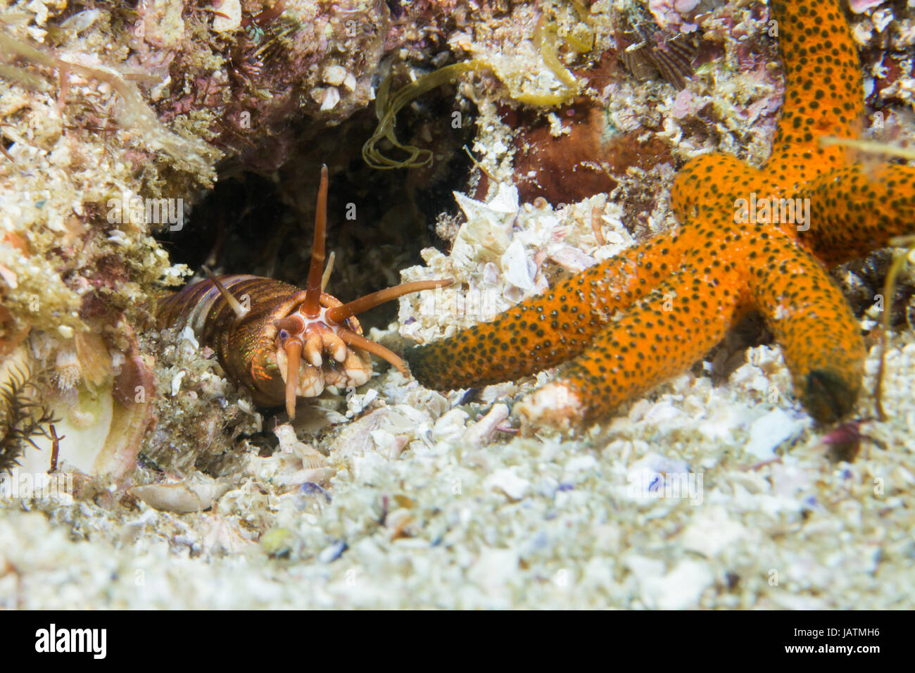 Makro Nahaufnahme von marinen Wurm angreifen Seestern Stockfoto