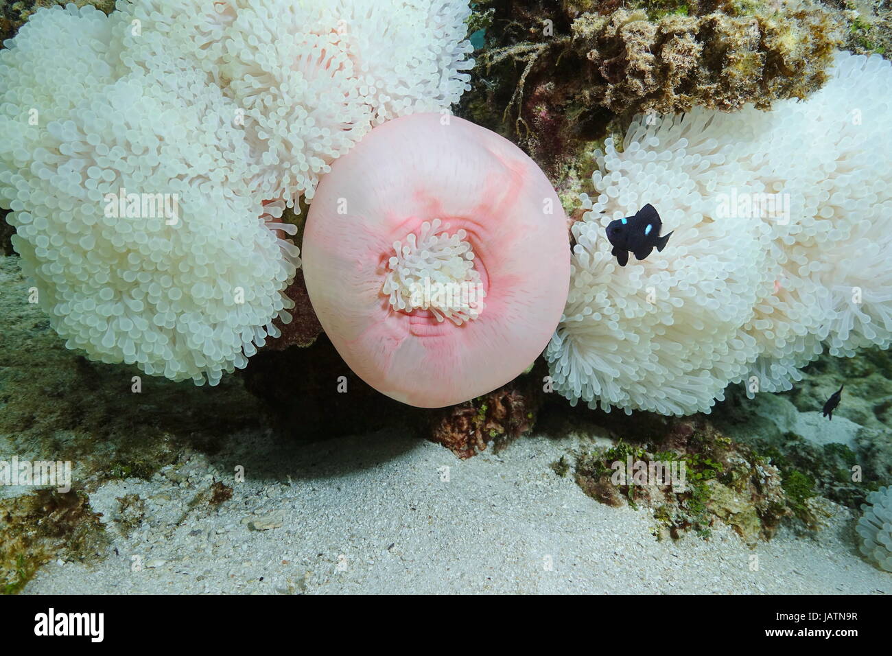 Herrliche Seeanemone, Heteractis Magnifica, mit einem Fisch Threespot Dascyllus Riffbarsche Unterwasser, Pazifik, Bora Bora, Französisch-Polynesien Stockfoto