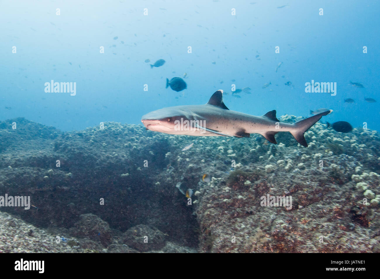 weißer Spitze Riff-Hai-Queensland-Australien Stockfoto