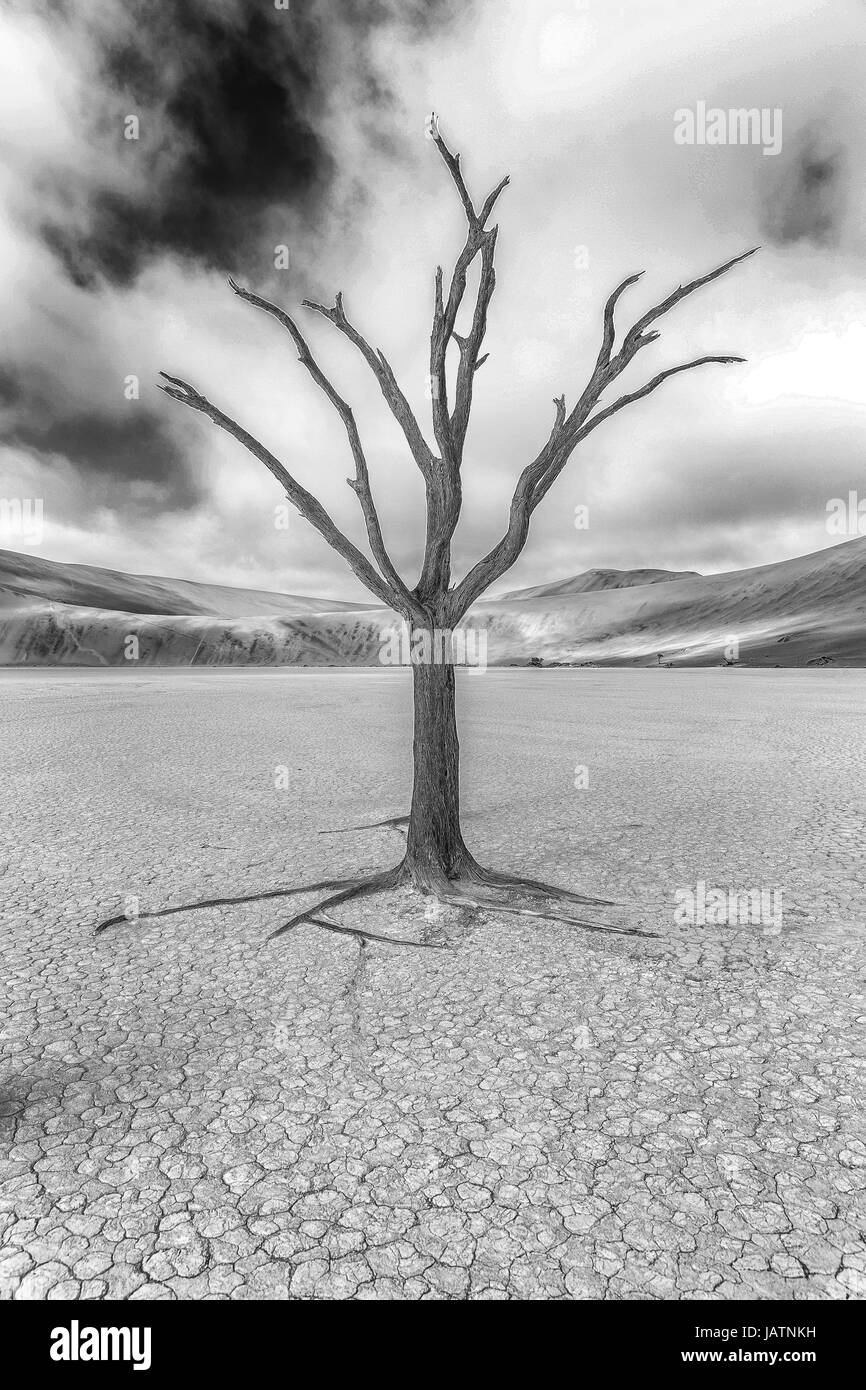 Ein schwarz-weiß Foto ein versteinerter Baum in der Wüste Stockfoto