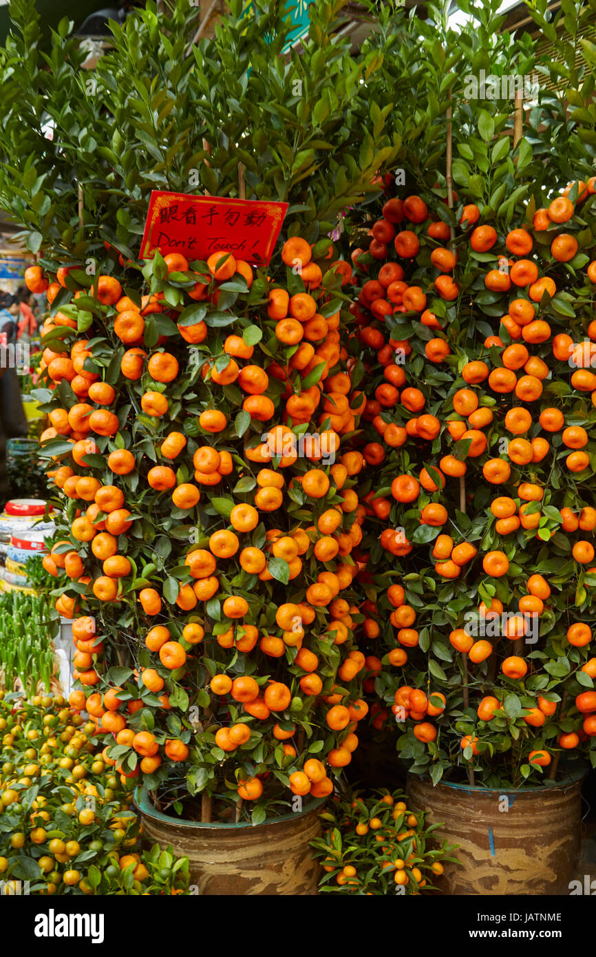Zitrusbäume, Hong Kong Blumenmarkt, Mong Kok, Kowloon, Hong Kong, China Stockfoto