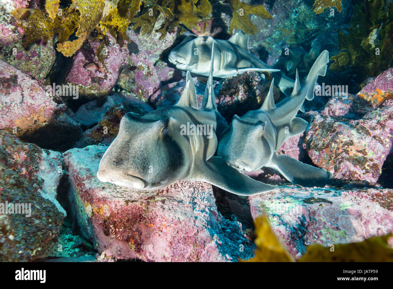 Port Jackson Sharks Closeup Unterwasser Australien Stockfoto