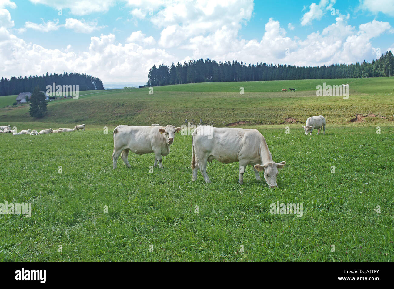 Eine Kuhherde Auf Einer Weide, Weisse Kühe Stehen Und Stück; Weide von Wäldern diesen, Blauer Himmel Mit Weißen Wolken A Kuh Herde auf der Weide, weiße Kühe stehend und liegend, Weide umgeben von Wälder, blauer Himmel mit weißen Wolken Stockfoto
