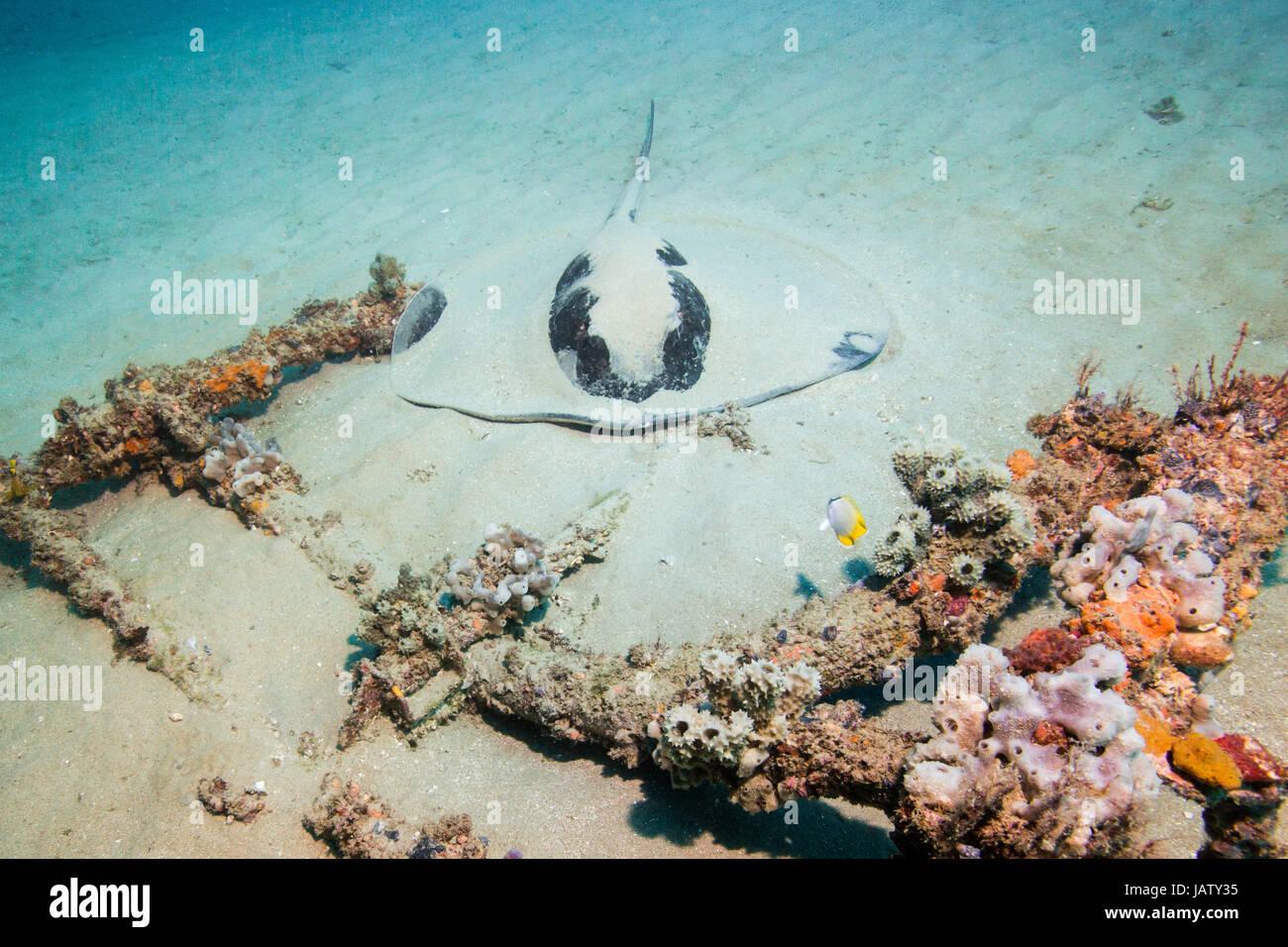 Bullray versteckt im Sand neben dem Australien Schiffbruch Stockfoto