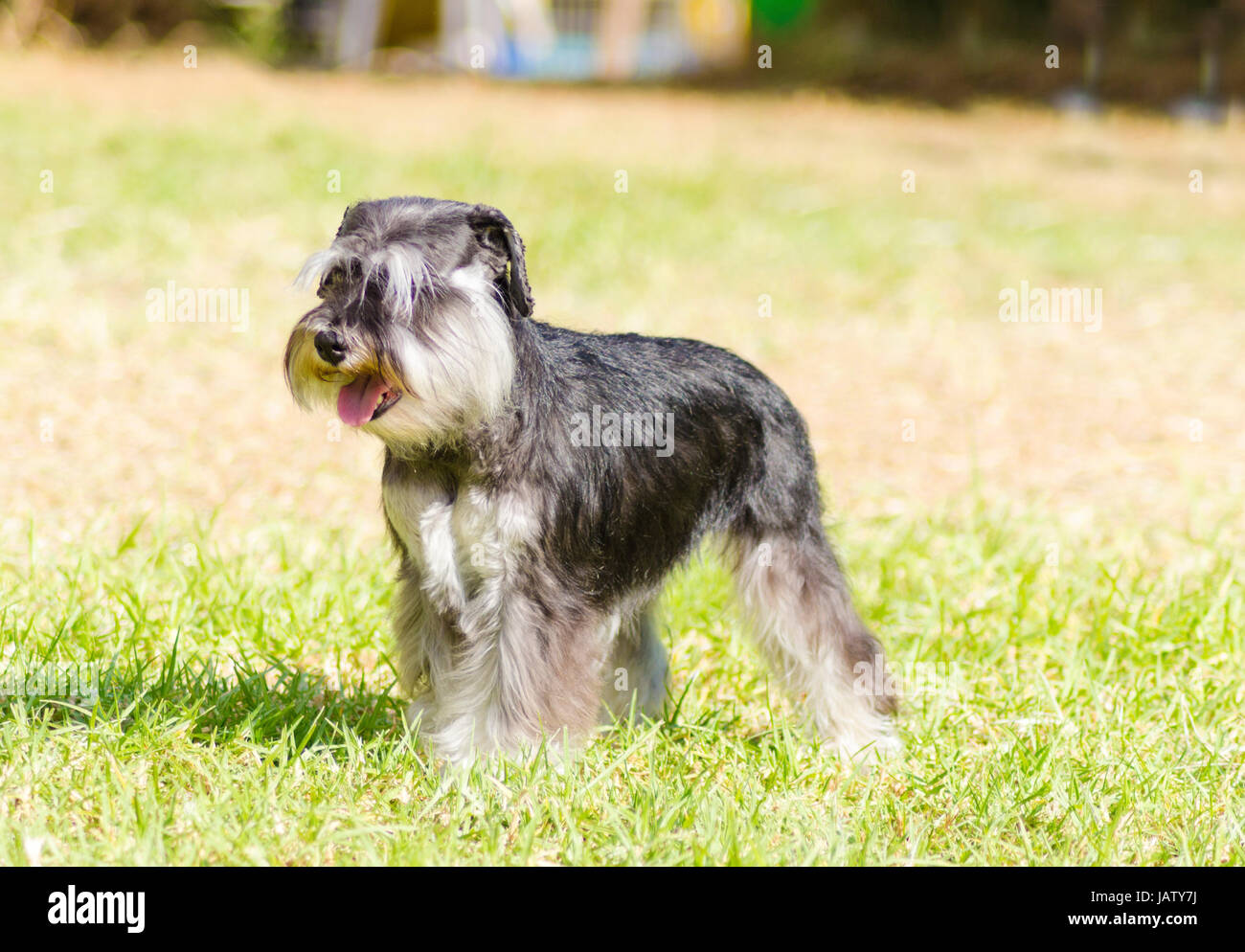 Ein kleiner schwarz-silbernen Zwergschnauzer Hund auf dem Rasen stehen, suchen sehr glücklich. Es ist dafür bekannt, eine intelligente, liebevolle und glücklichen Hund Stockfoto