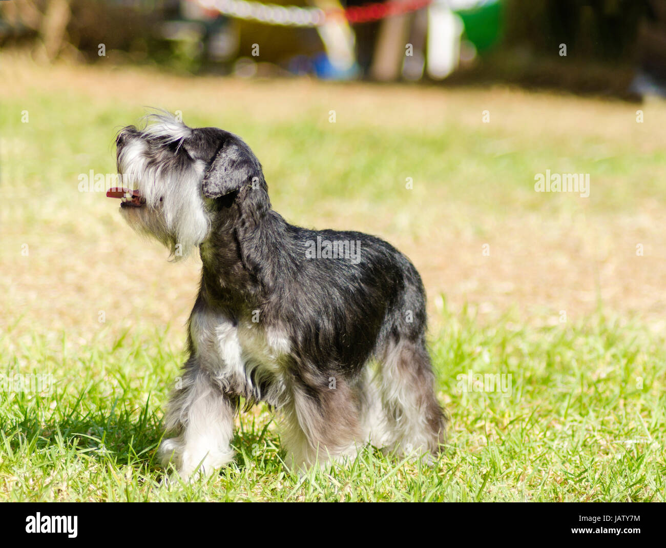Ein kleiner schwarz-silbernen Zwergschnauzer Hund auf dem Rasen stehen, suchen sehr glücklich. Es ist dafür bekannt, eine intelligente, liebevolle und glücklichen Hund Stockfoto