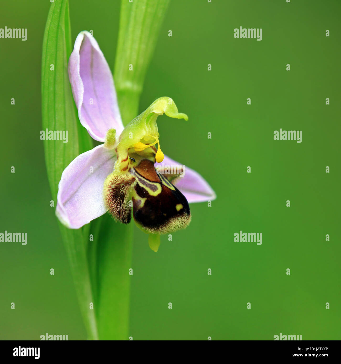 Native Bienen-ragwurz ophrys apifera Stockfoto