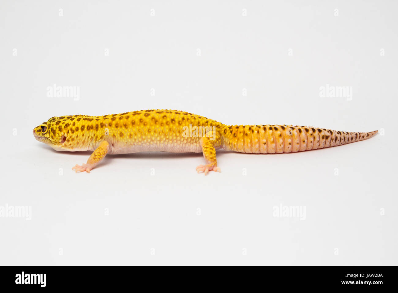 Leopard gecko Eublepharis macularius Stockfoto