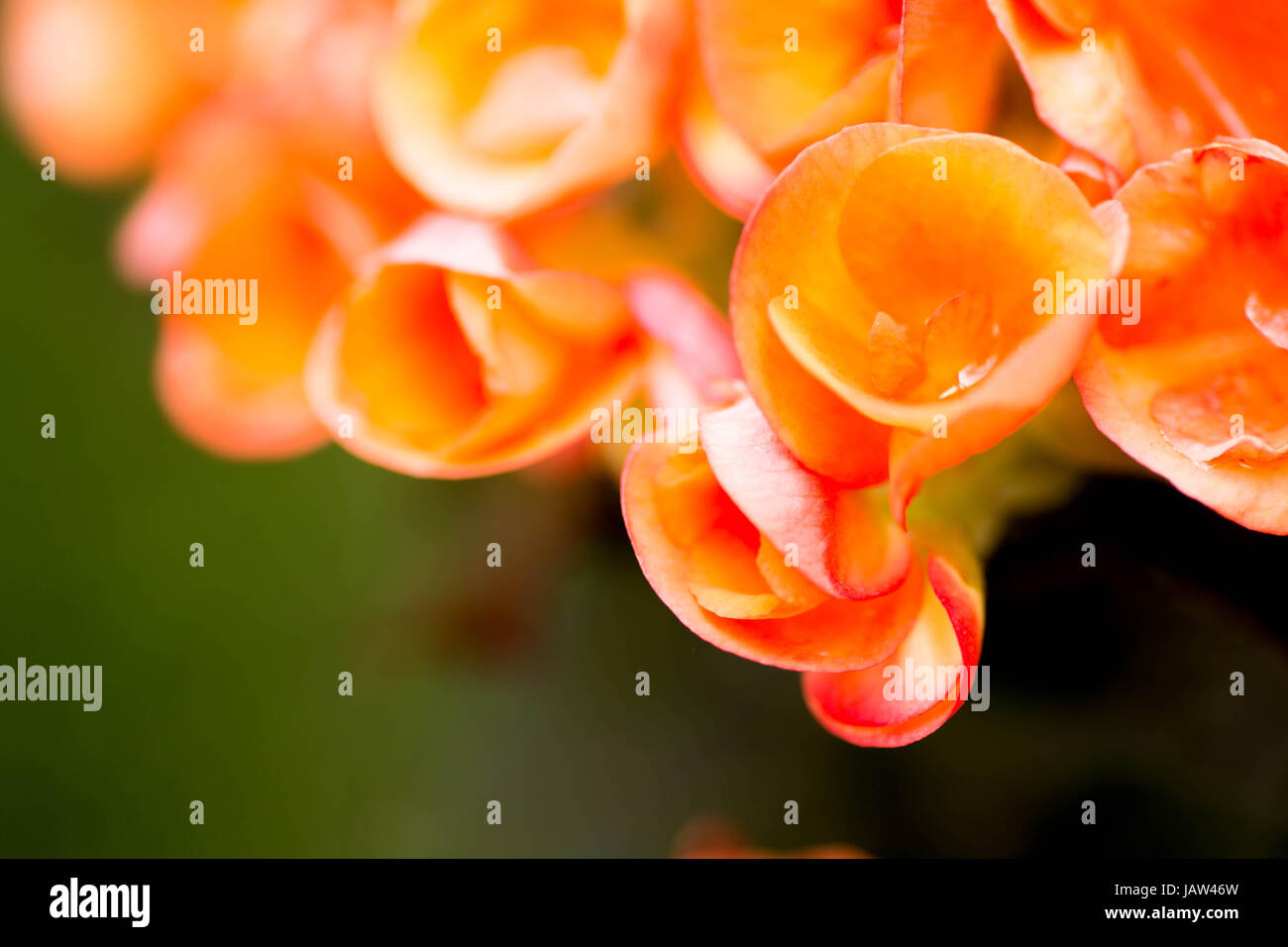 Juni blüht Stockfoto