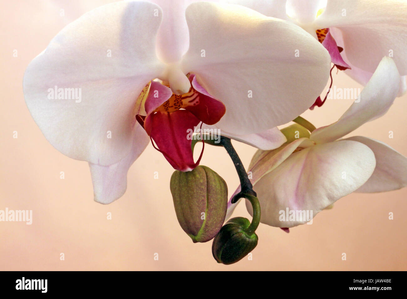 Orchid Flower und Bud Stockfoto