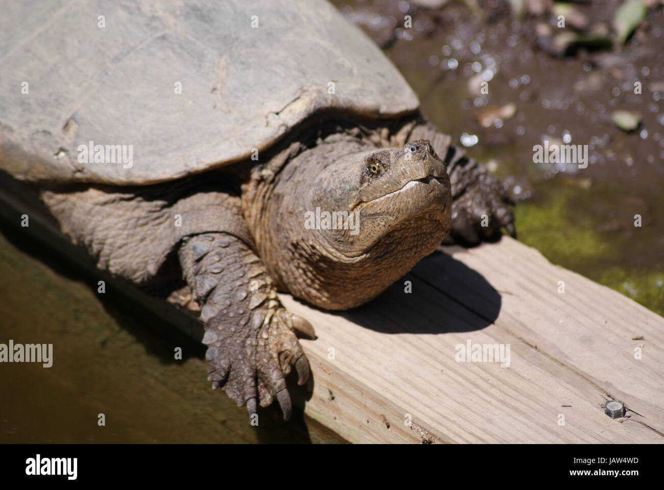 Nahaufnahme von dem Gesicht große Schnappschildkröte am Rande des Wassers suchen eher prähistorischen... Stockfoto