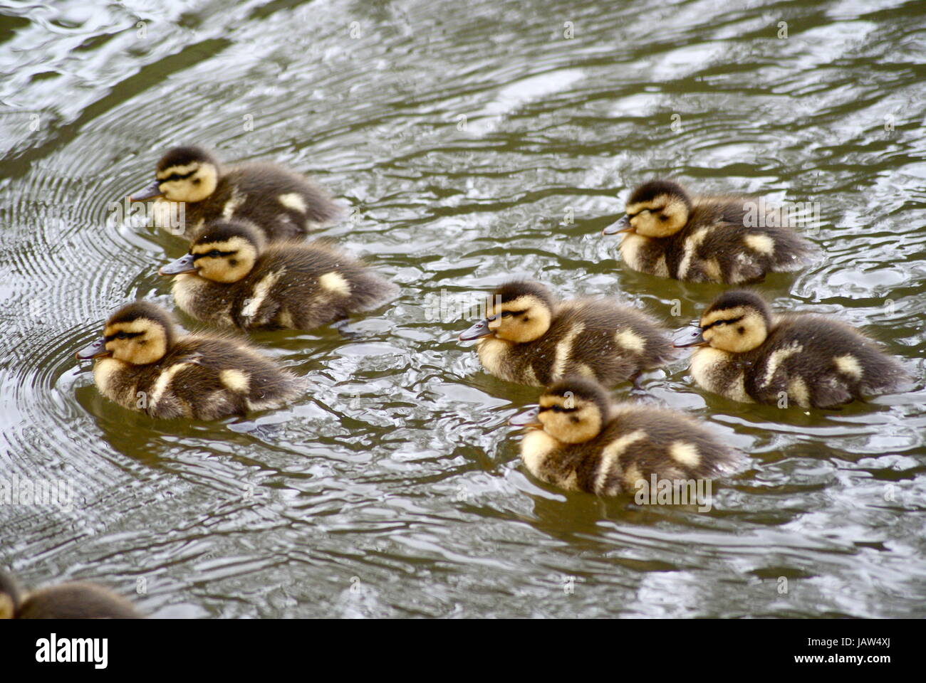 Mutter Stockente gerade ihre neue Entenküken an der Küste. Stockfoto