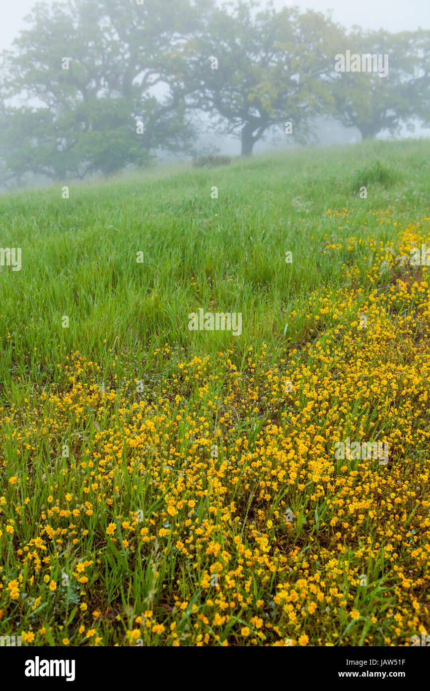 Eichenwälder, Figueroa Mountain, in der Nähe von Santa Barbara, Kalifornien Stockfoto