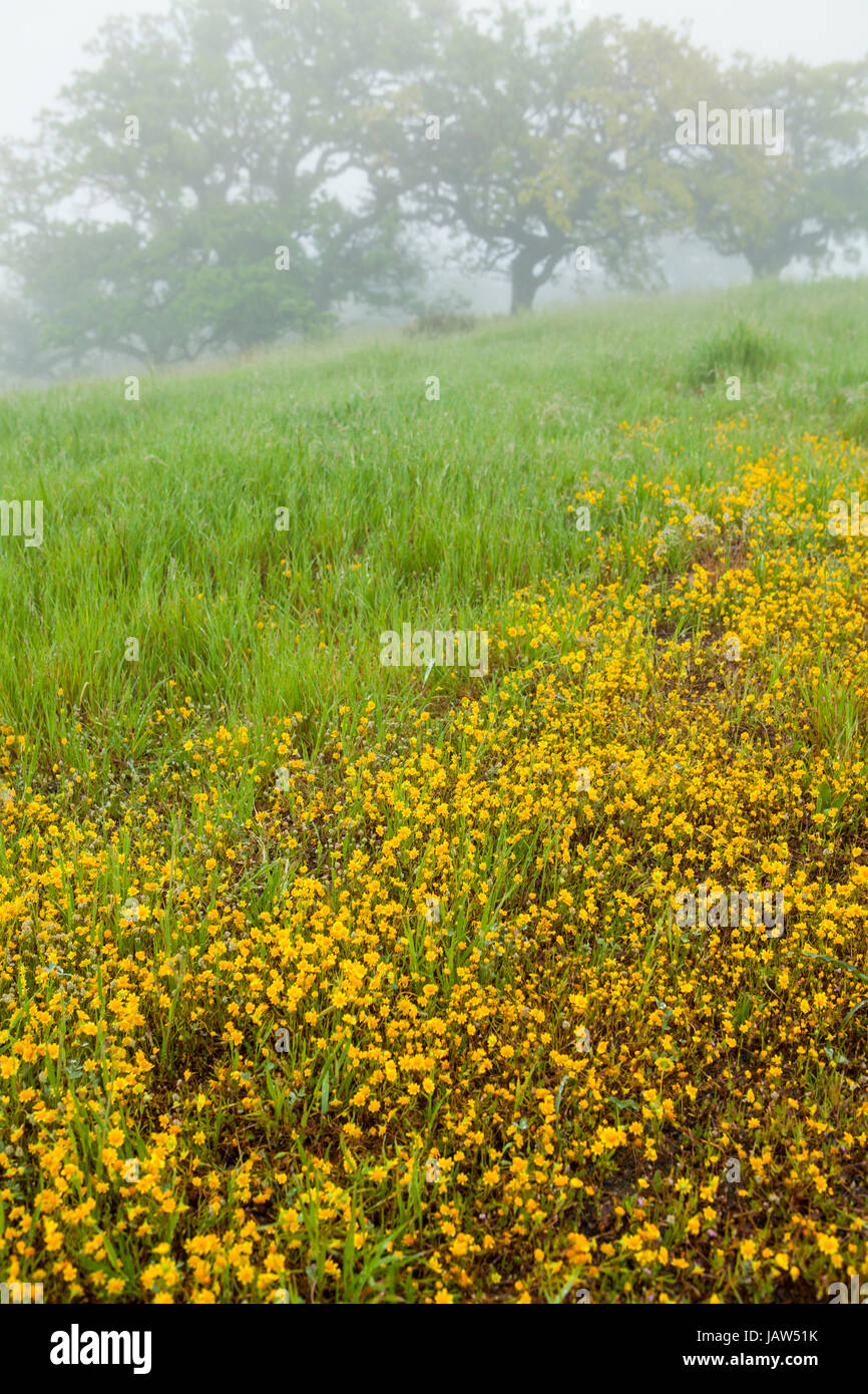 Eichenwälder, Figueroa Mountain, in der Nähe von Santa Barbara, Kalifornien Stockfoto