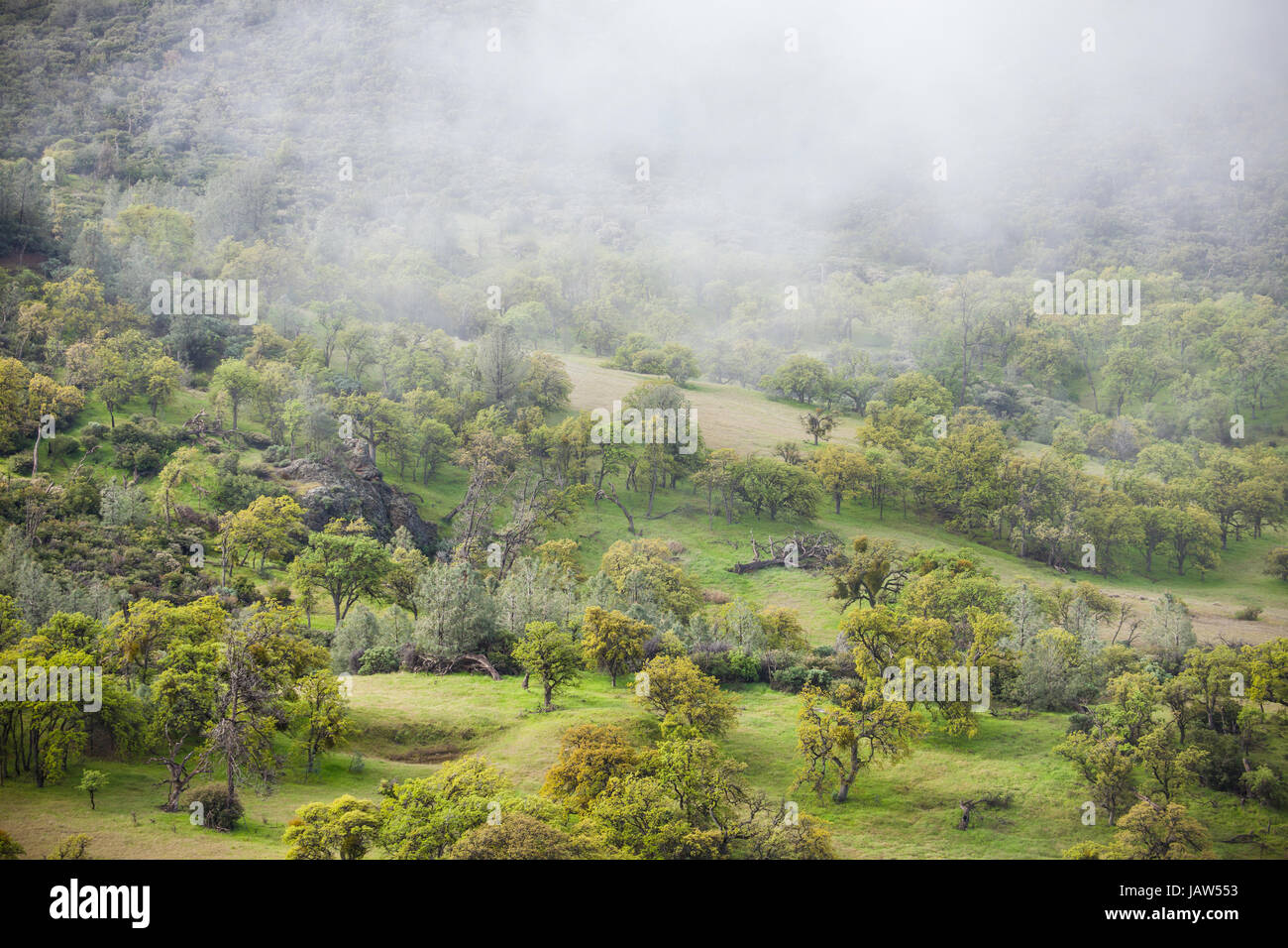 Tal von gemischten Eichen und Nadelbäumen mit Nebel, Figueroa Mountain, in der Nähe von Santa Barbara, Kalifornien Stockfoto