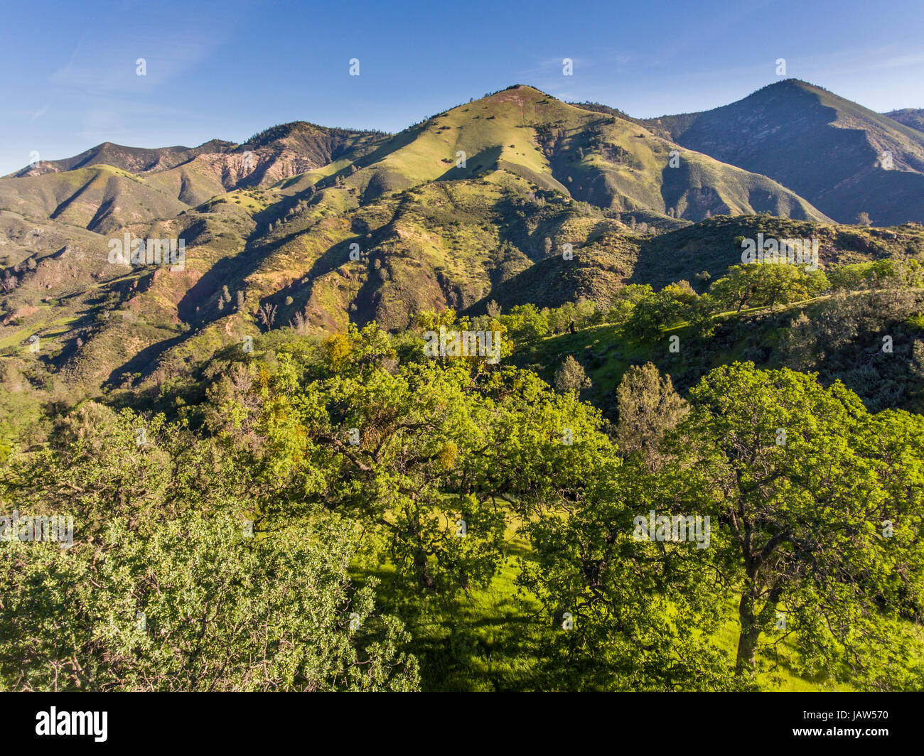 gemischte Eichen und Kiefern Wald, Figueroa Mountain, Santa Ynez Valley, Kalifornien Stockfoto