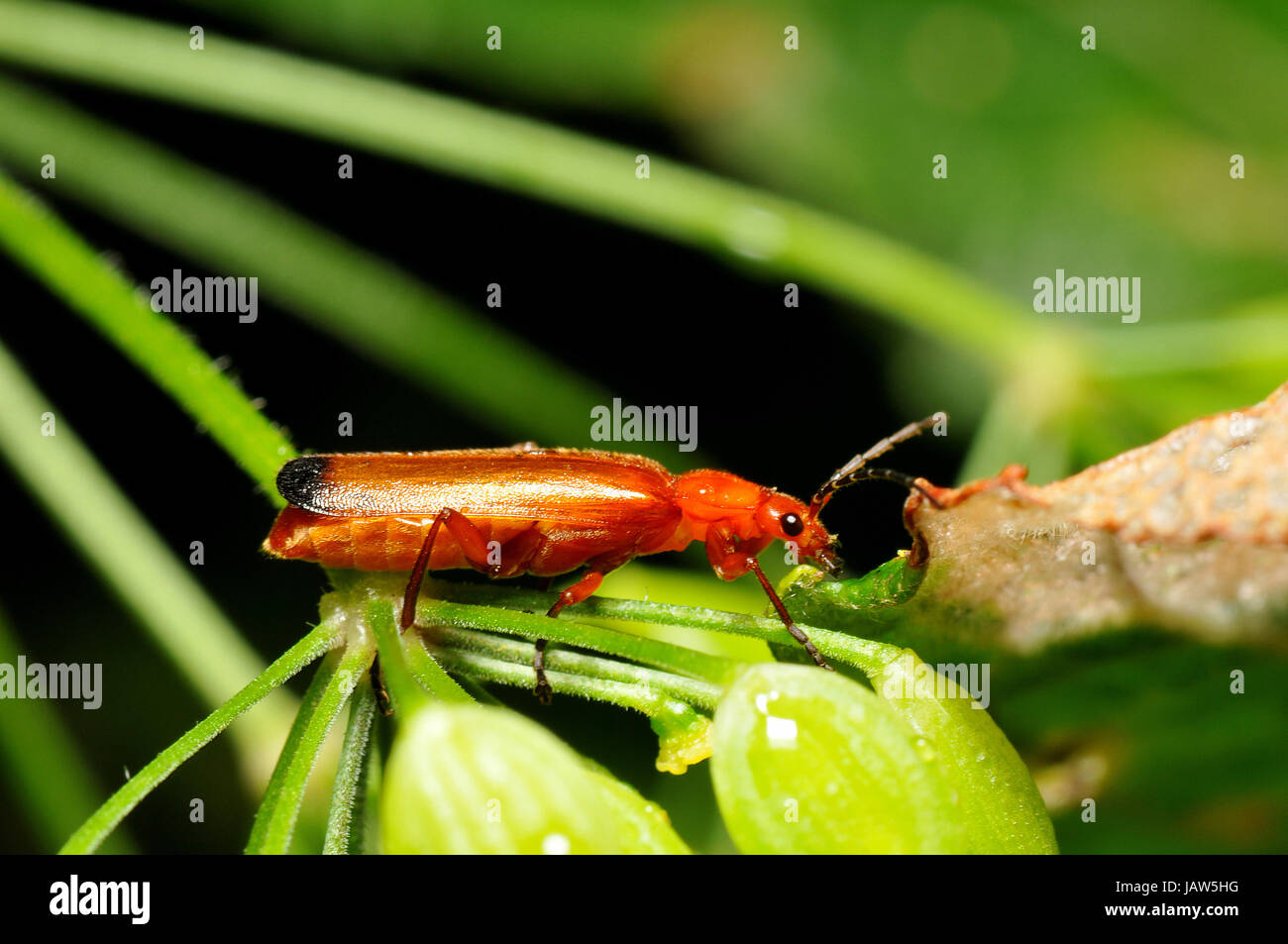 Rot-gelb Soldat Käfer, Rhagonycha fulva Stockfoto