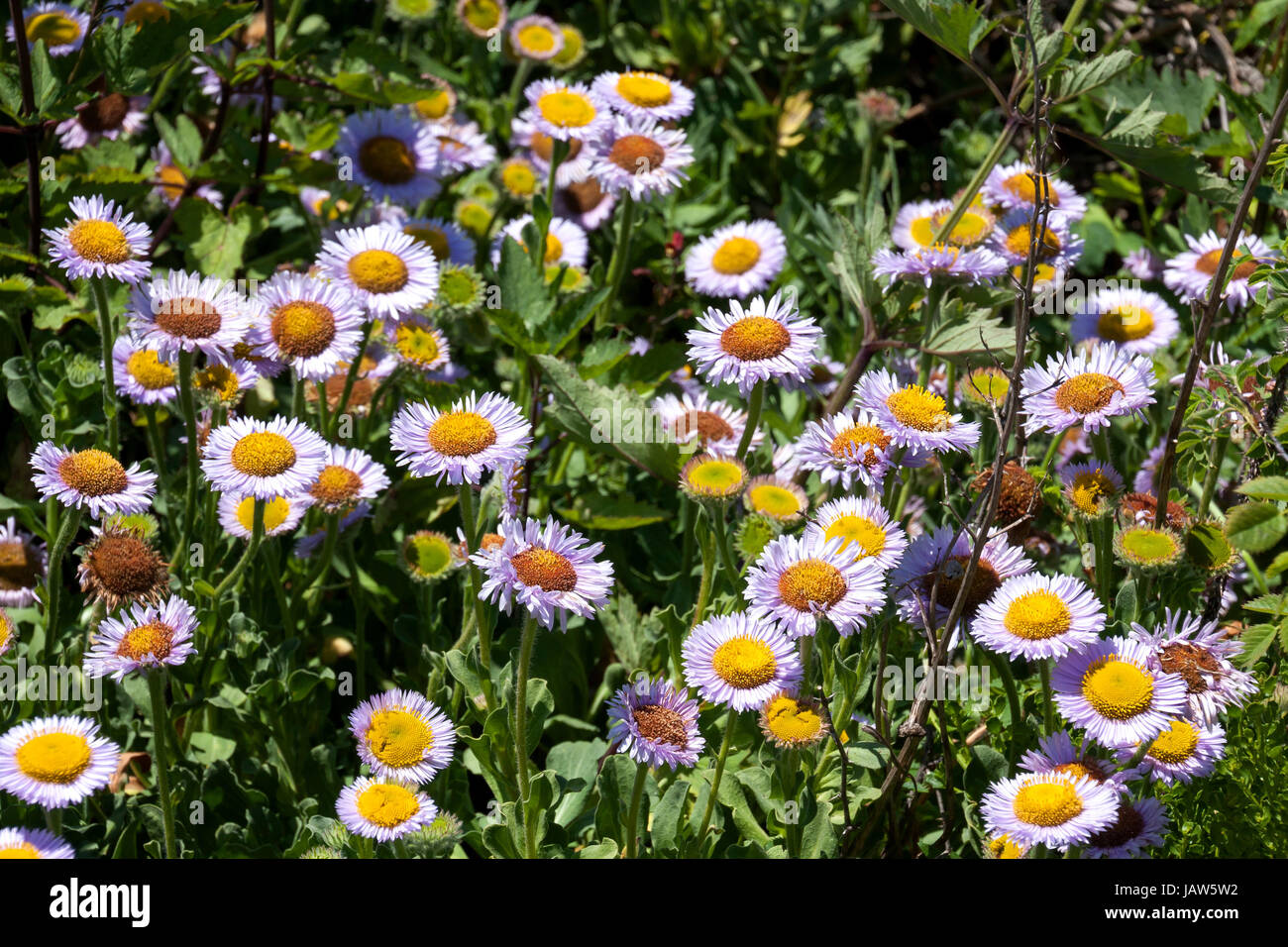 Blüte lila Erigerons in einem Feld Stockfoto