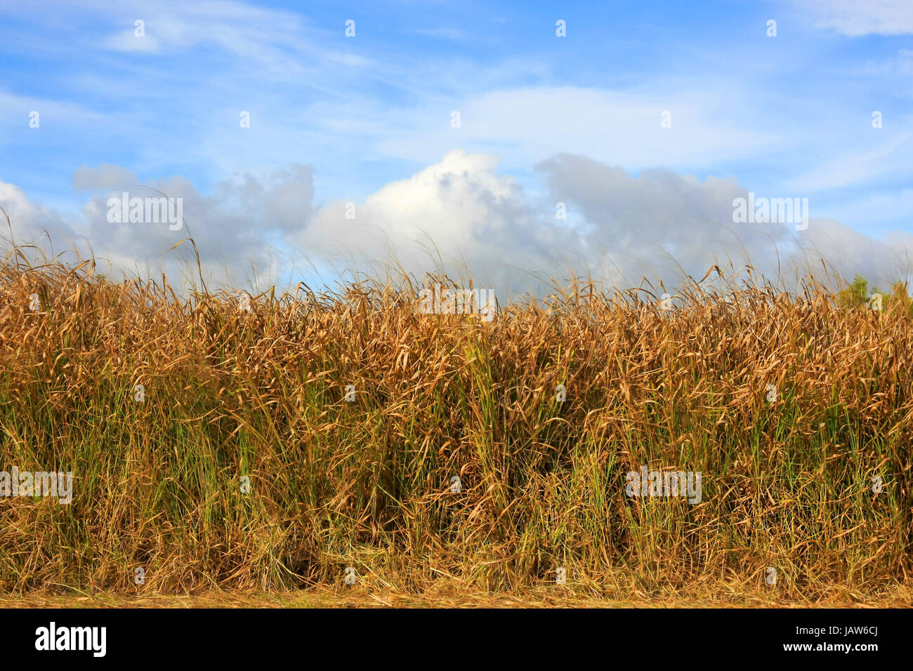 Horizontalen Schuss eines Feldes in der Abendsonne Licht Stockfoto