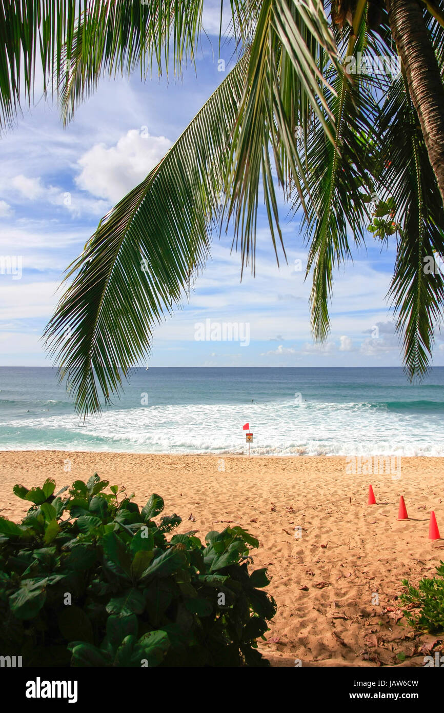 Blick durch Palmen in Richtung Strand Stockfoto