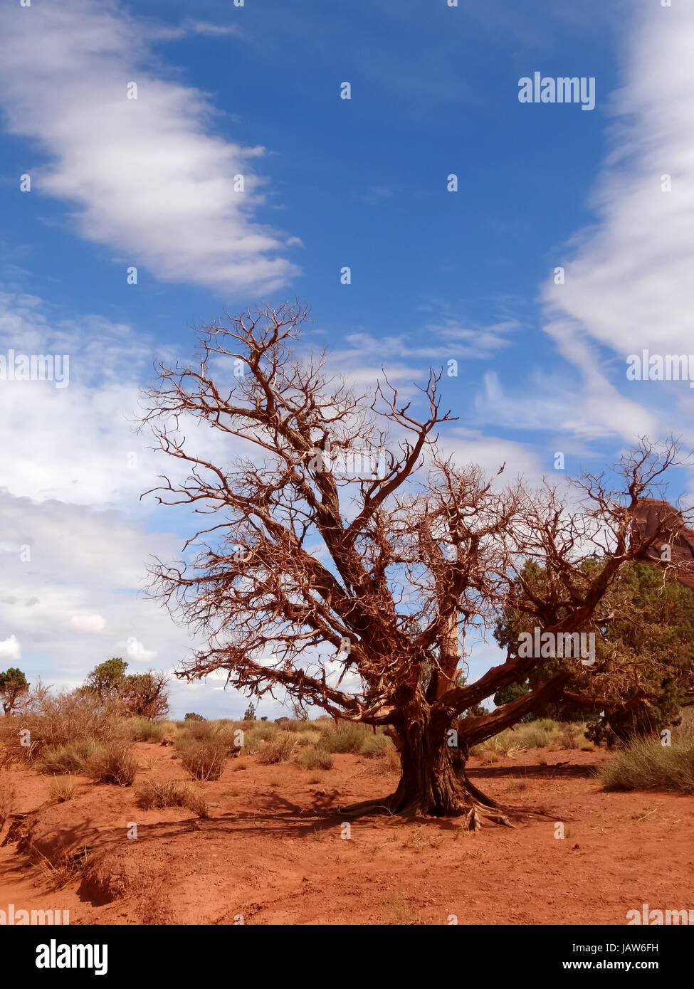 Ein Baum in rot wie ein Gemälde Stockfoto