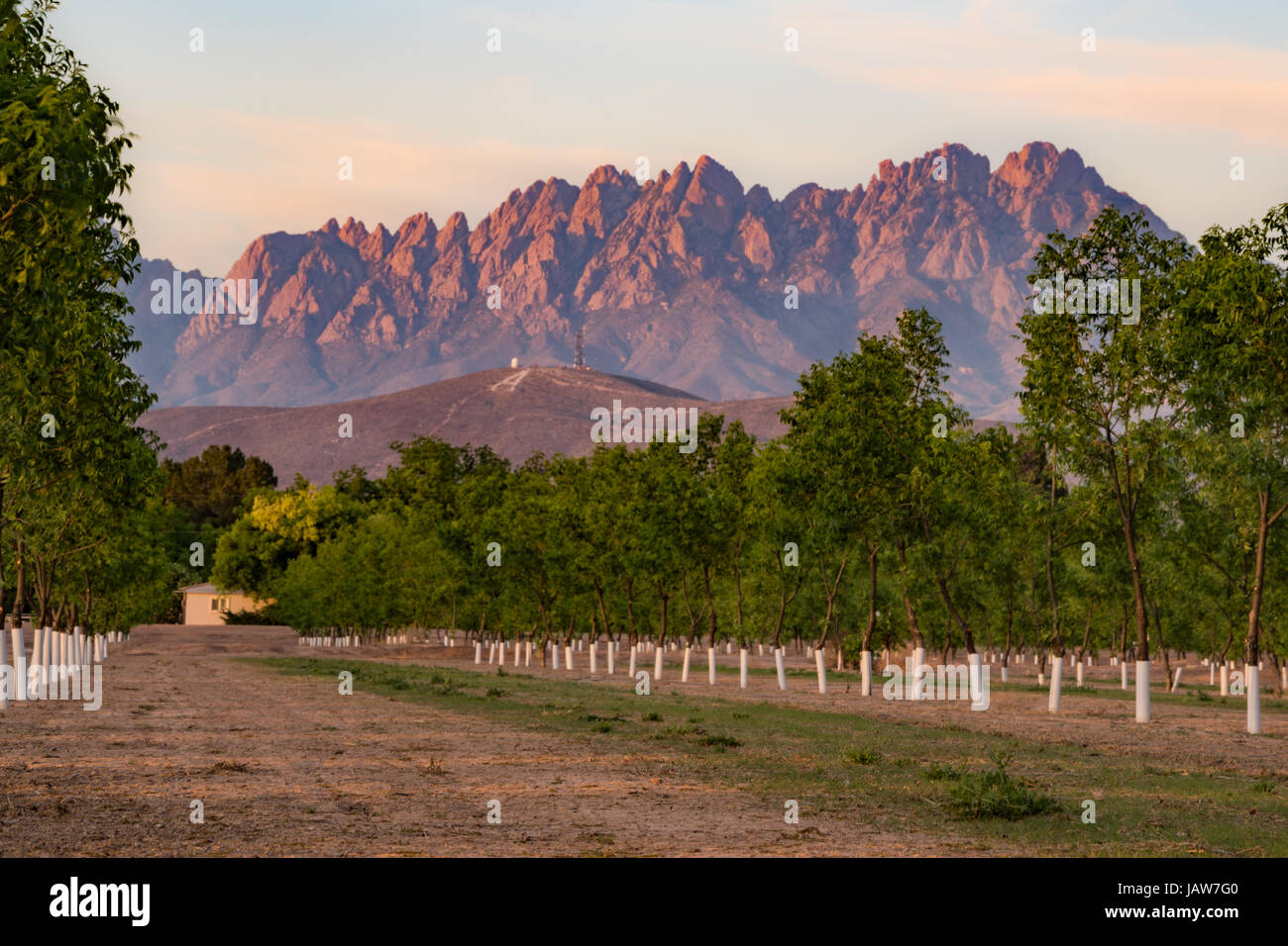Einen Berg vor Organen von Pecan Obstgarten Stockfoto