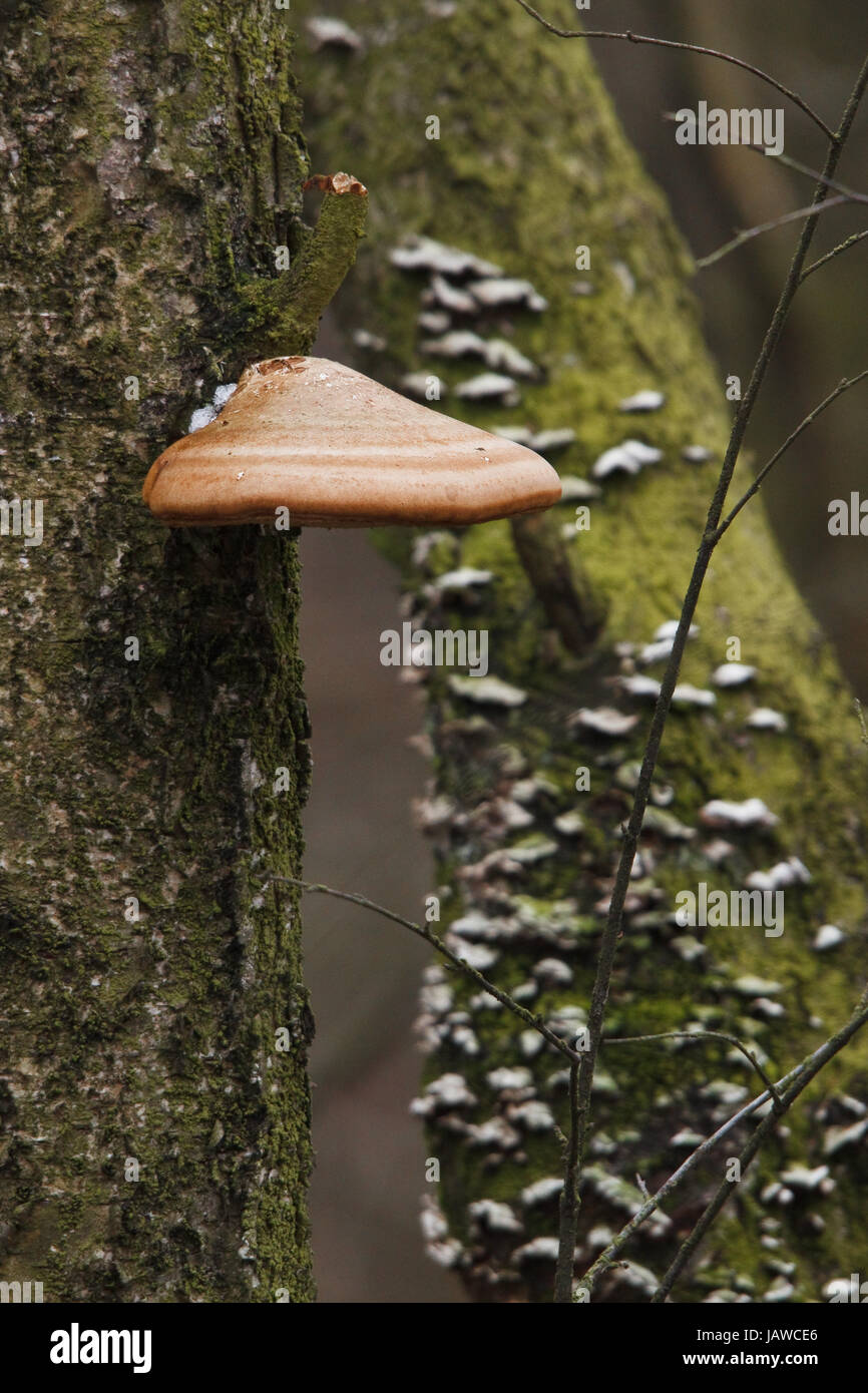 Zunderschwamm bin Baum Im Bruchwaldgebiet - Zündstoff fomentarius Stockfoto