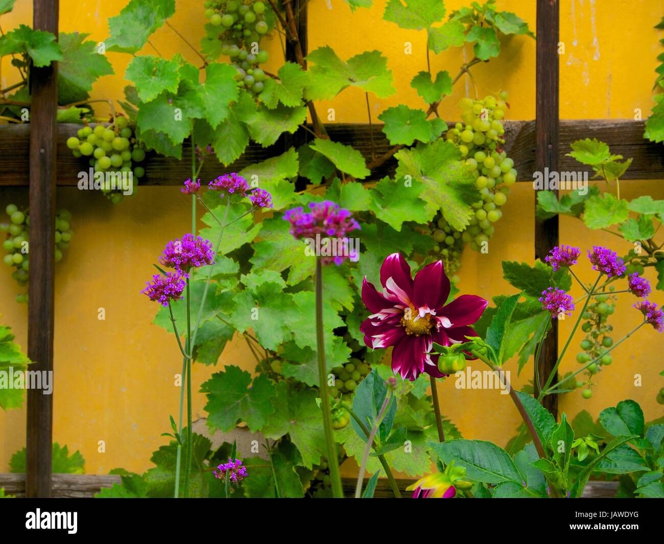 Blumen am Goethehaus in Weimar. Stockfoto