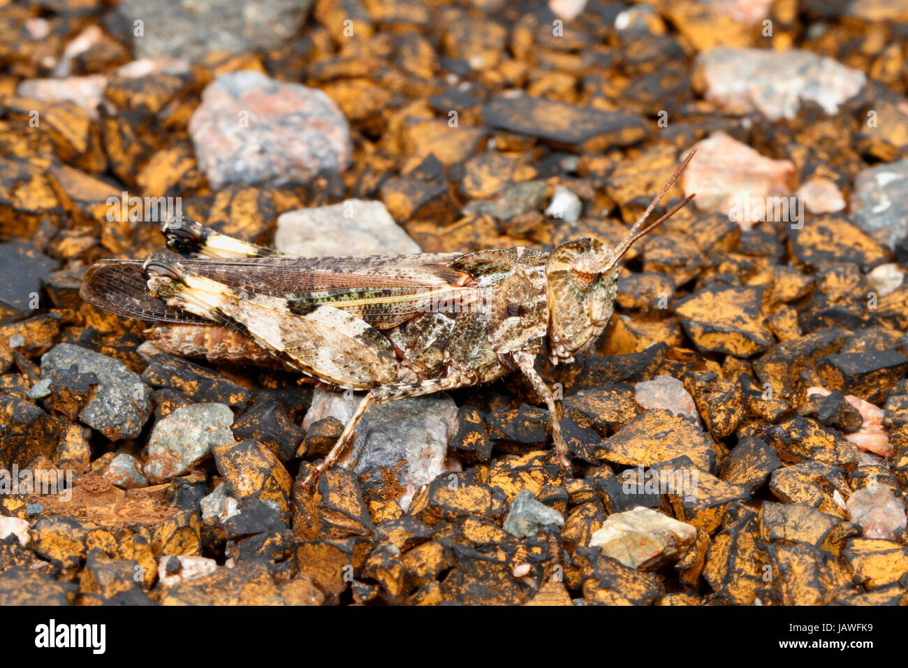 Einen männlichen südlichen grün gestreiften Grasshopper, Chortophaga Austrailor. Stockfoto