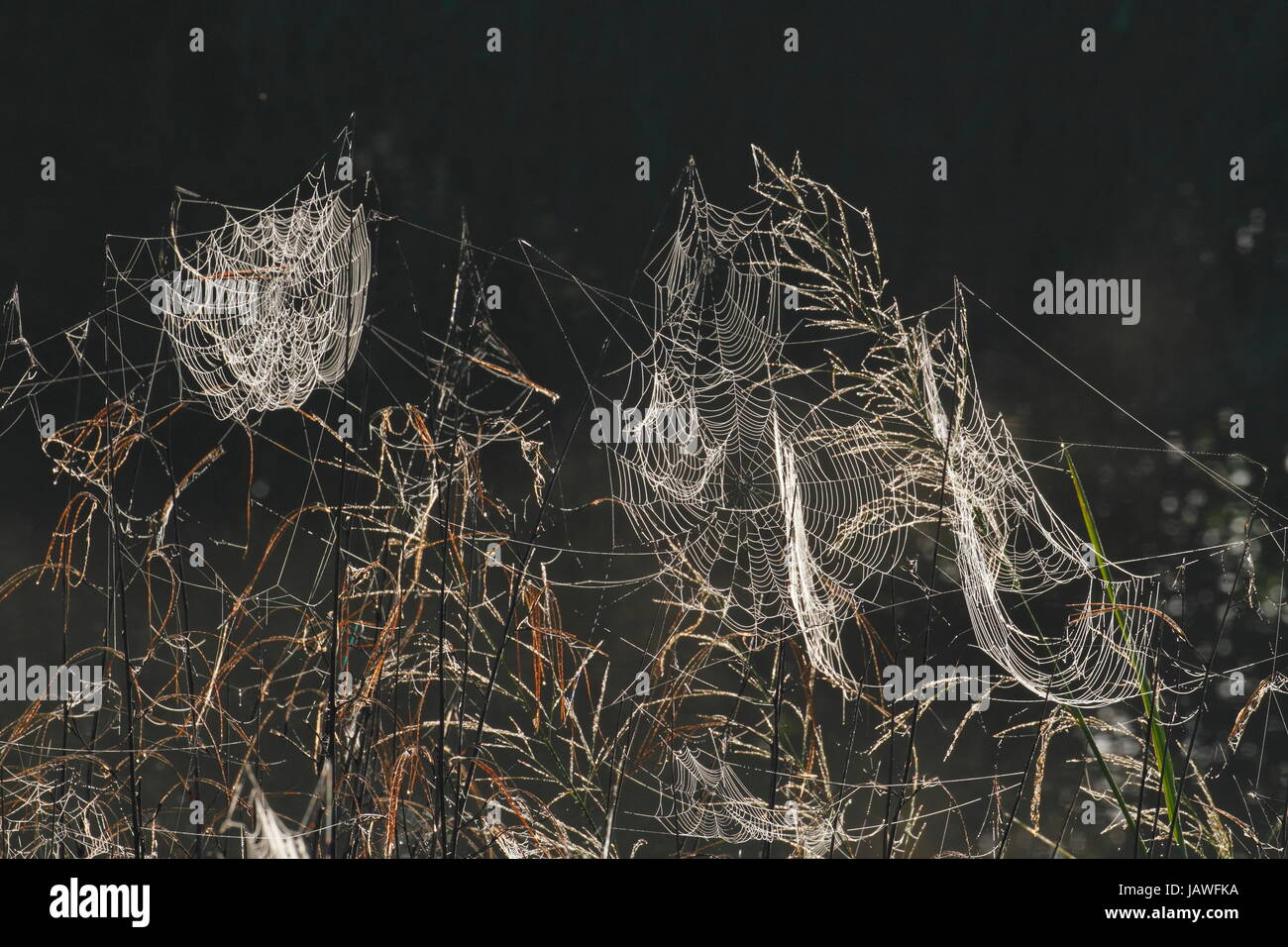 Orb Spinnennetze im Morgentau. Stockfoto