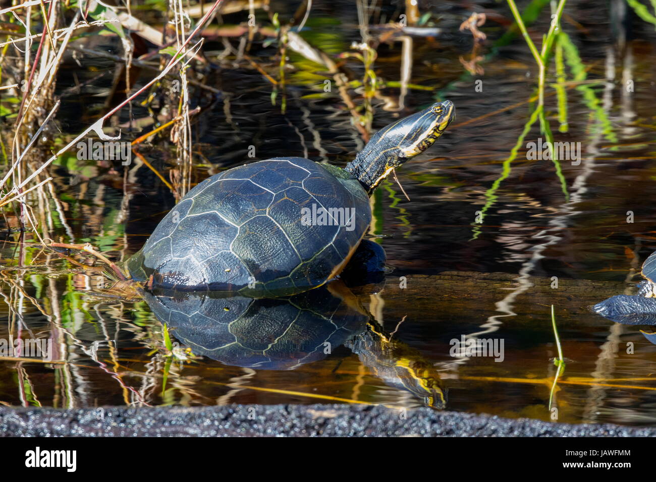 Ein Huhn Schildkröte, Deirochelys Reticularia, auf der Oberfläche des Wassers. Stockfoto