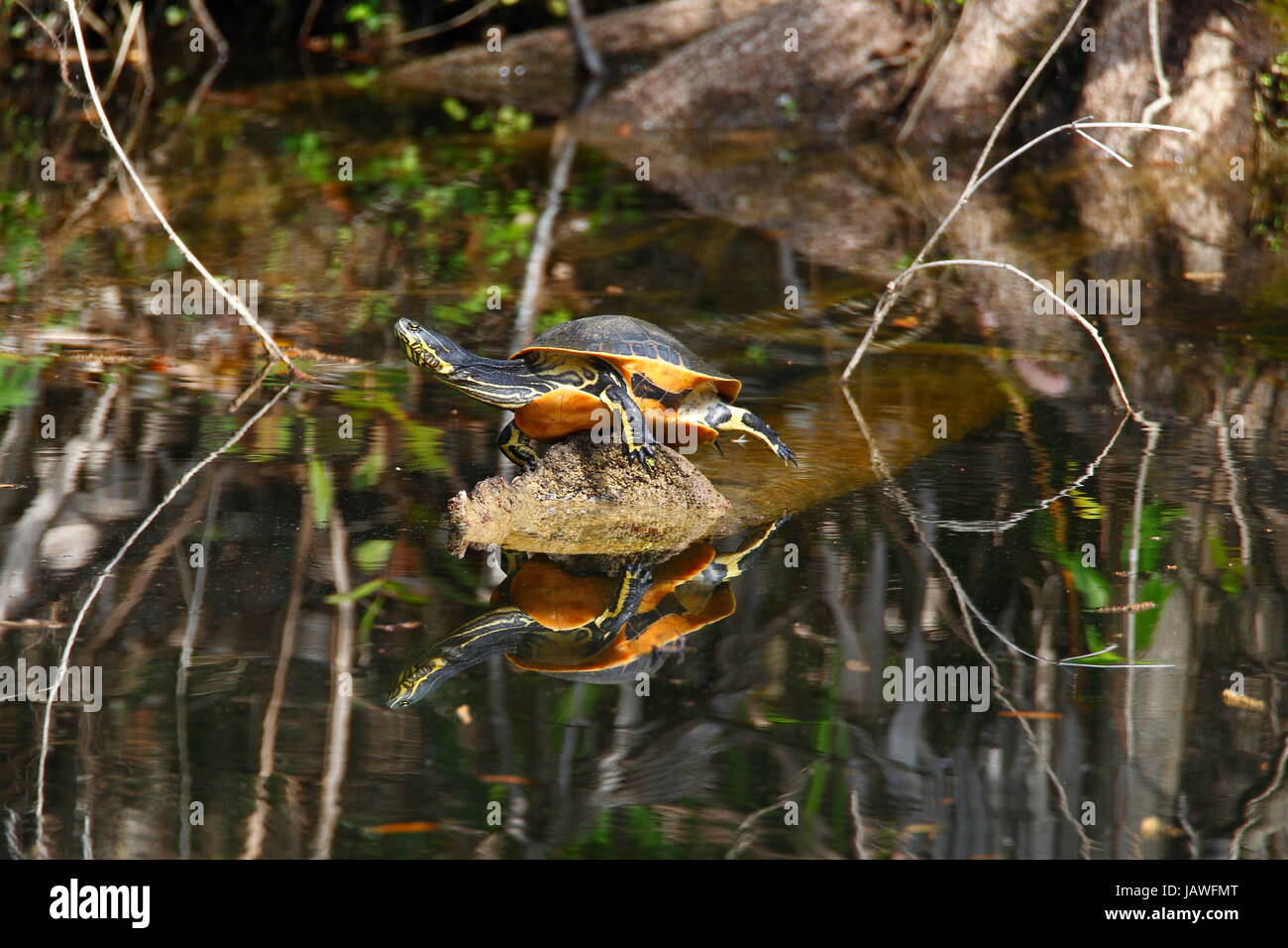 Ein Huhn Schildkröte, Deirochelys Reticularia, auf einem Felsen. Stockfoto