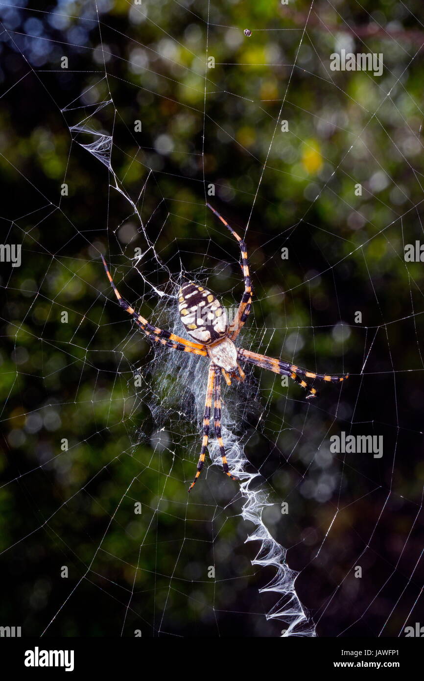 Nahaufnahme von einer Kreuzspinne, Araneae Arten, Web. Stockfoto