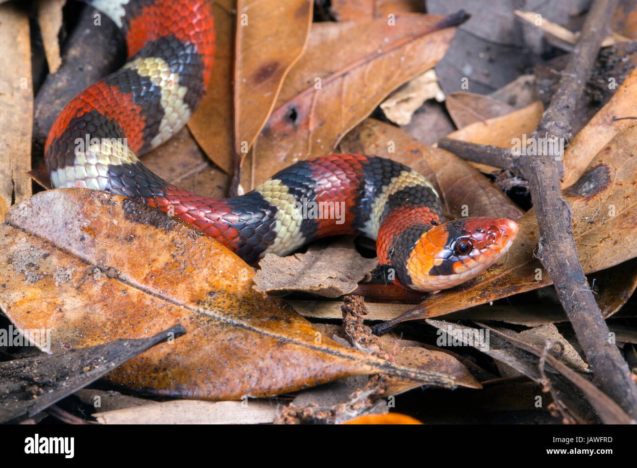 Eine rote Schlange, Cemophora Coccinea. Stockfoto