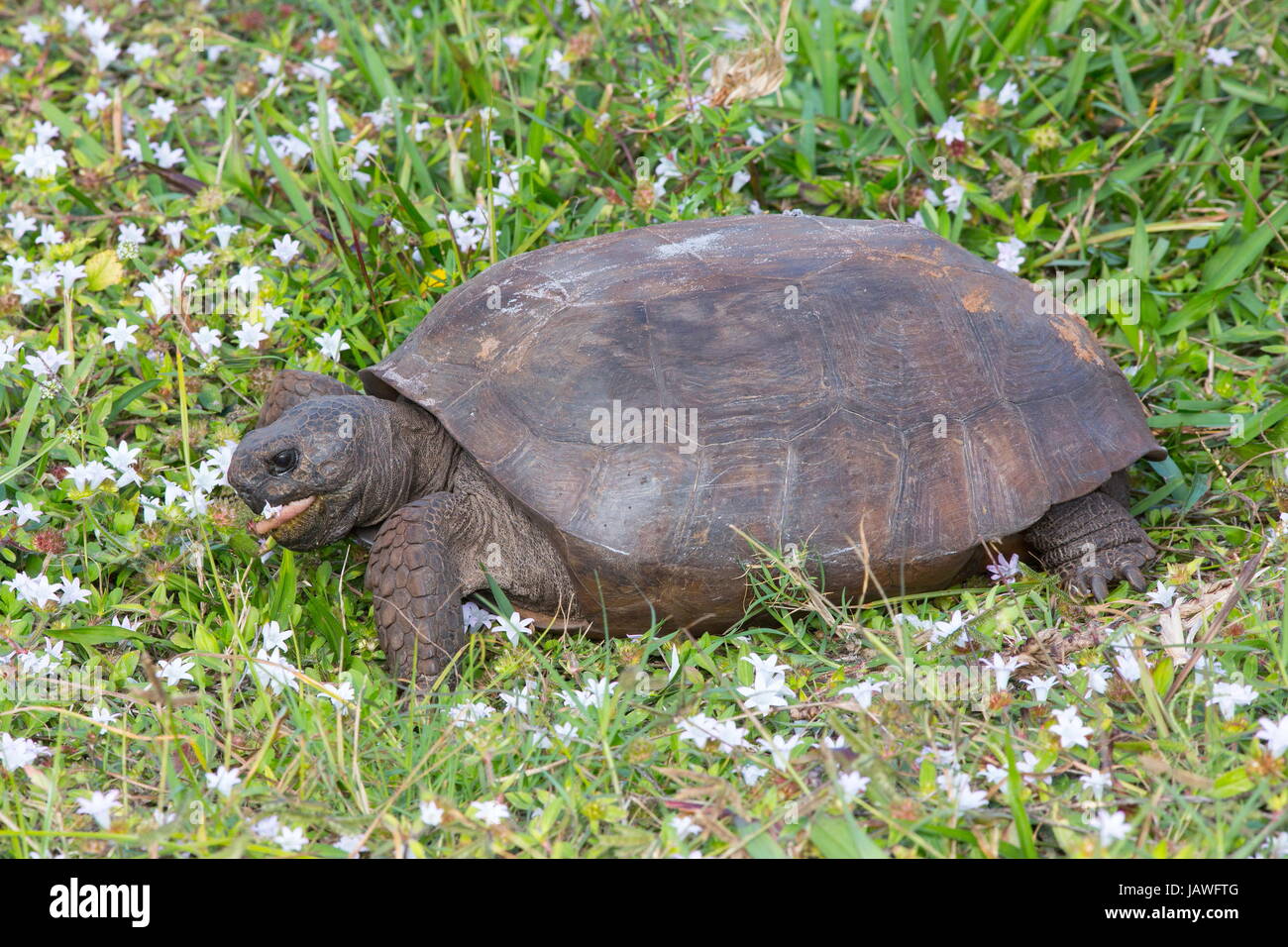 Ein Gopher-Schildkröte, Gopherus Polyphemus, Ausruhen im Rasen. Stockfoto