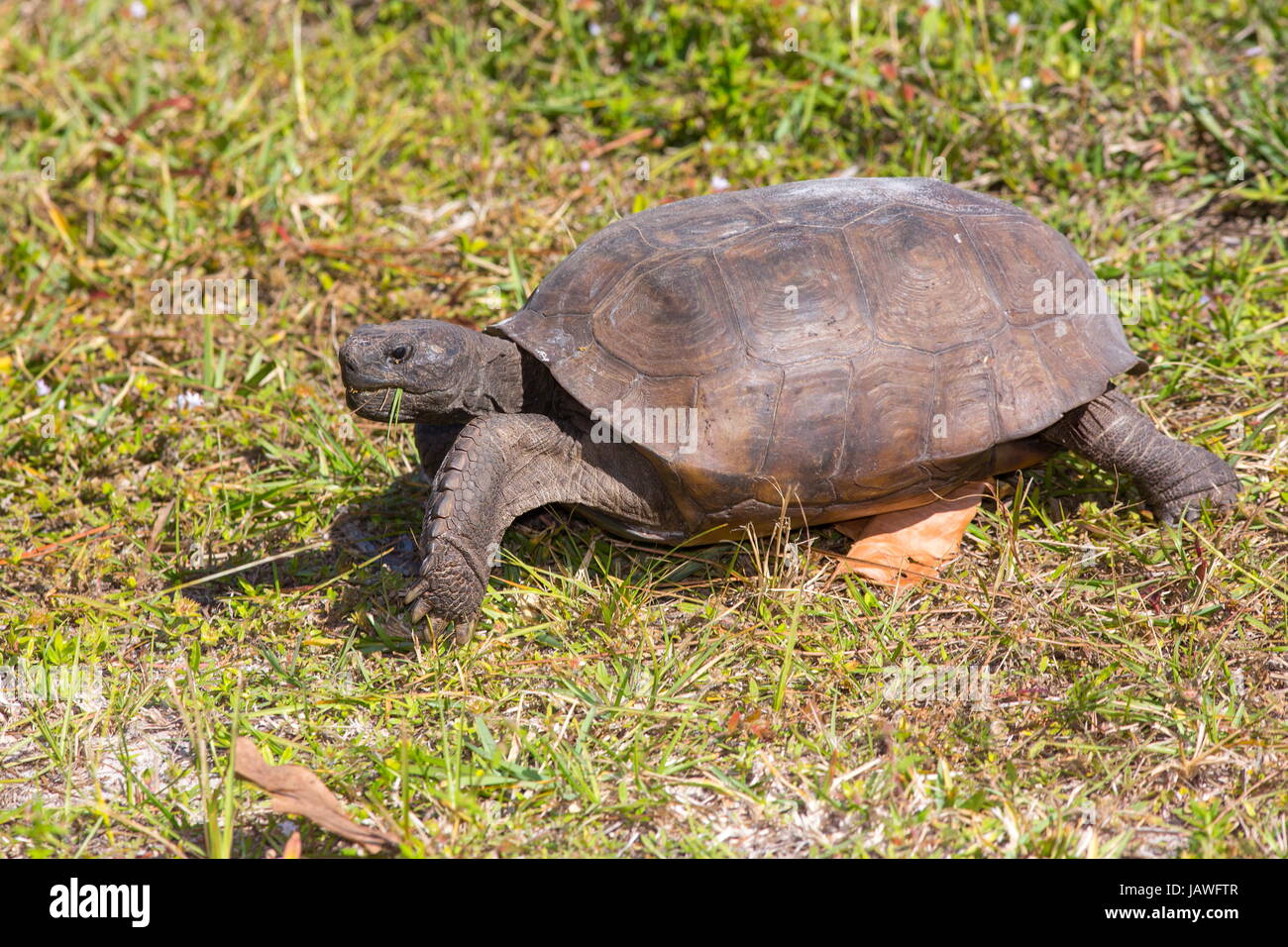 Ein Gopher-Schildkröte, Gopherus Polyphemus, Wandern im Rasen. Stockfoto