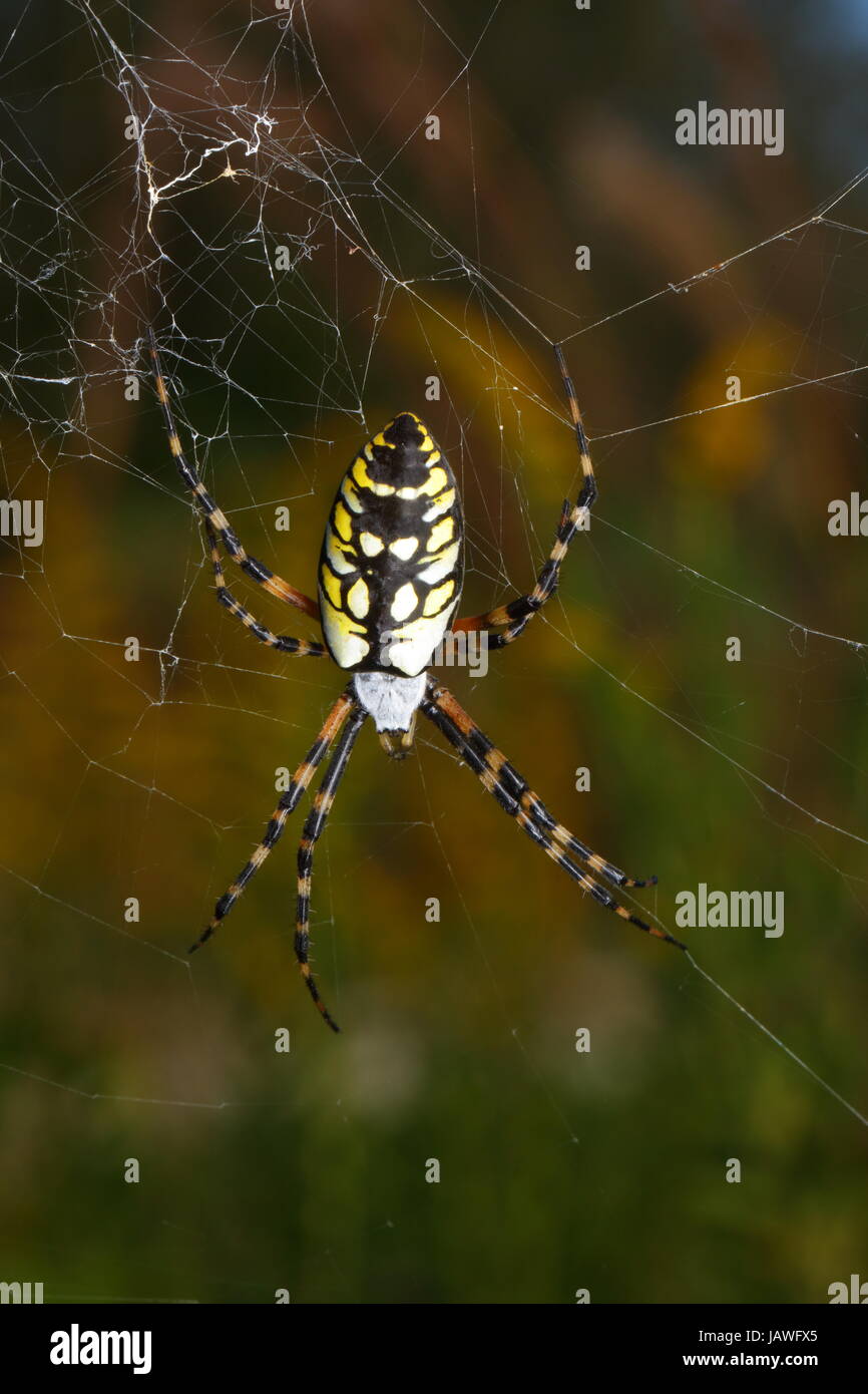 Eine schwarz-gelbe Kugel Spinne, Agiope Aurantia, zentriert im Netz. Stockfoto